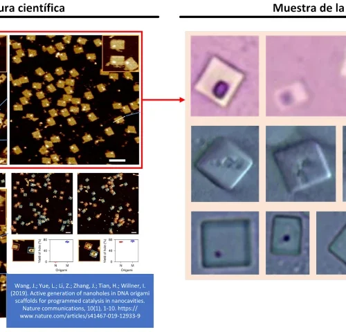 Identificación de patrones en vacunas de Coronavirus: Indicios de autoensamblaje ADN-Origami