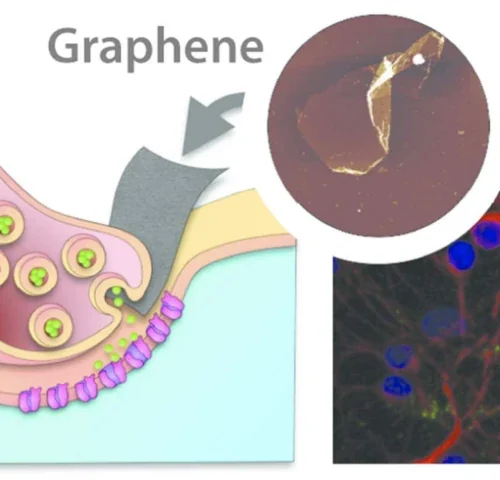 Análisis: Interacción del óxido de grafeno con células cerebrales