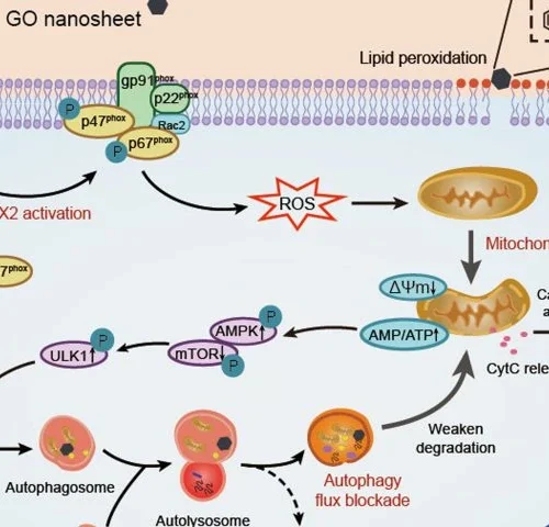 Análisis: El óxido de grafeno interrumpe la homeostasis mitocondrial