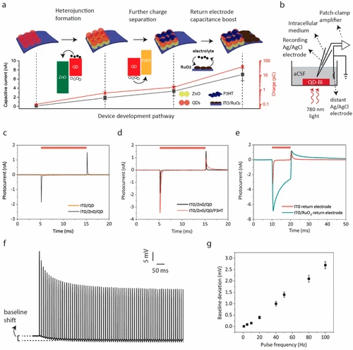Estimulación eléctrica de neuronas con puntos cuánticos a través de la luz infrarroja cercana